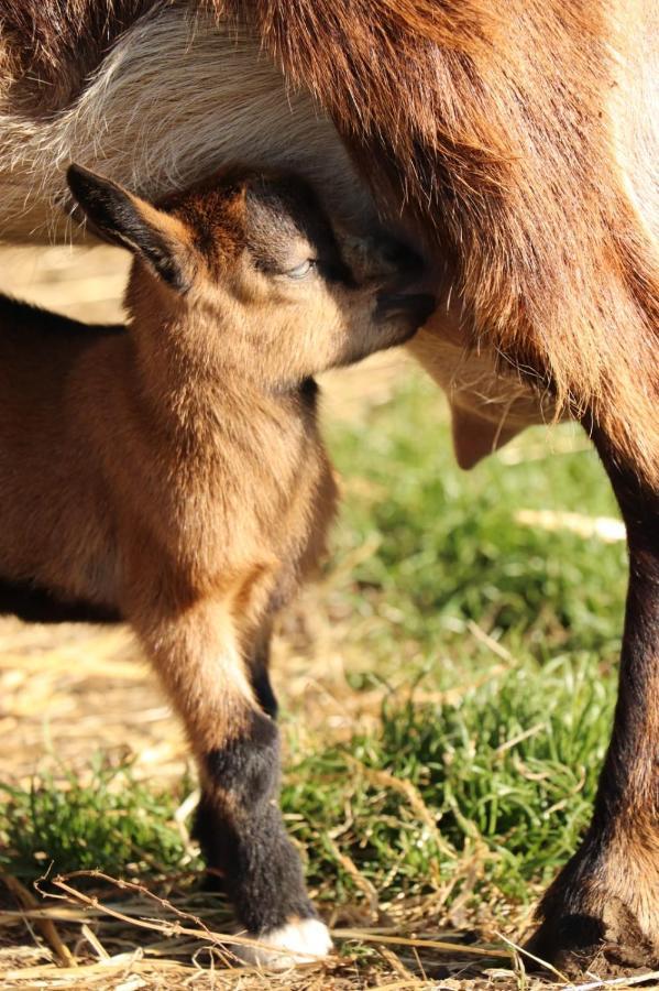 Gite A La Ferme En Pleine Nature Dış mekan fotoğraf